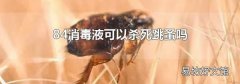 84消毒液可以杀死跳蚤吗