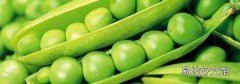 豌豆放冰箱发芽能吃吗