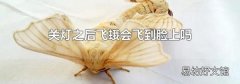 关灯之后飞蛾会飞到脸上吗