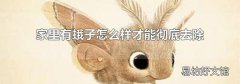 家里有蛾子怎么样才能彻底去除