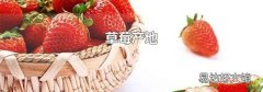 草莓产地