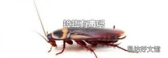 蟑螂有毒吗