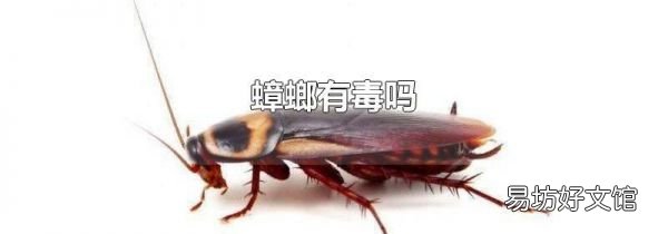 蟑螂有毒吗