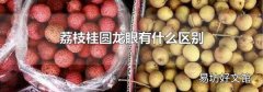 荔枝桂圆龙眼有什么区别
