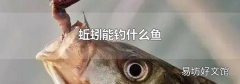 蚯蚓能钓什么鱼