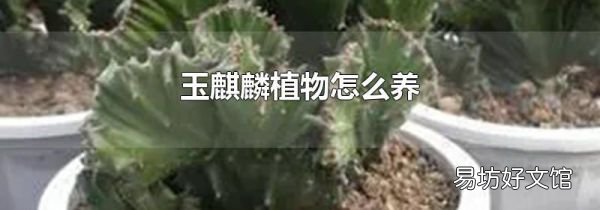 玉麒麟植物怎么养