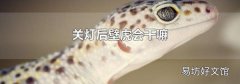 关灯后壁虎会干嘛