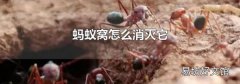 蚂蚁窝怎么消灭它