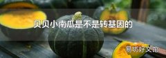 贝贝小南瓜是不是转基因的