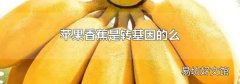 苹果香蕉是转基因的么