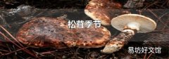 松茸季节