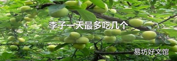 李子一天最多吃几个
