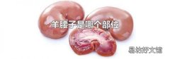 羊腰子是哪个部位