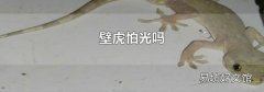 壁虎怕光吗