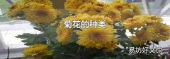 菊花的种类