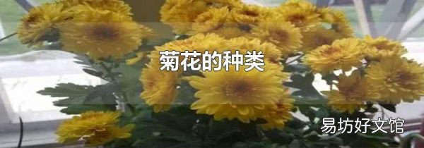 菊花的种类