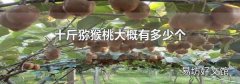 十斤猕猴桃大概有多少个