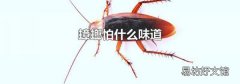 蟑螂怕什么味道