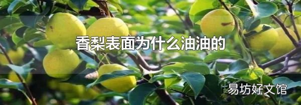 香梨表面为什么油油的
