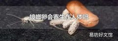 蟑螂卵会寄生在人体吗