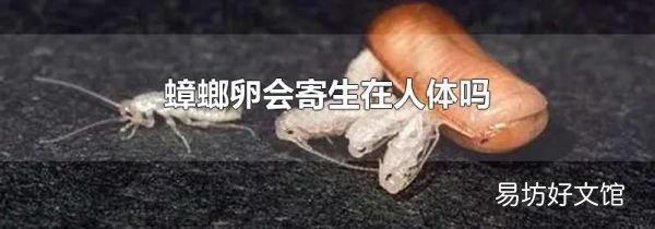 蟑螂卵会寄生在人体吗