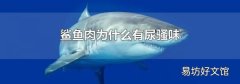 鲨鱼肉为什么有尿骚味
