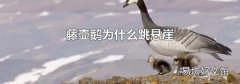藤壶鹅为什么跳悬崖