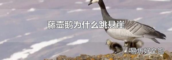藤壶鹅为什么跳悬崖