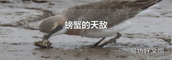 螃蟹的天敌