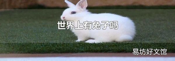 世界上有兔子吗