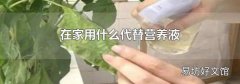 在家用什么代替营养液