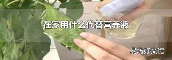 在家用什么代替营养液