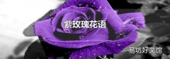 紫玫瑰花语