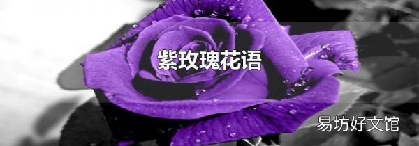 紫玫瑰花語