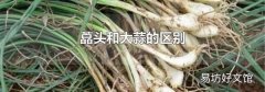 藠头和大蒜的区别