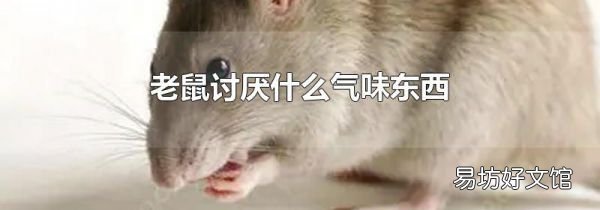 老鼠讨厌什么气味东西