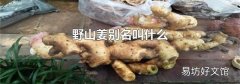 野山姜别名叫什么