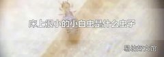 床上很小的小白虫是什么虫子