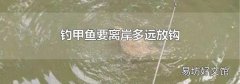 钓甲鱼要离岸多远放钩