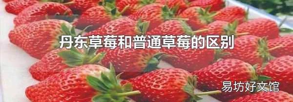 丹东草莓和普通草莓的区别