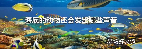 海底的动物还会发出哪些声音
