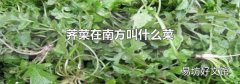 荠菜在南方叫什么菜