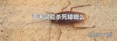 灭害灵能杀死蟑螂么