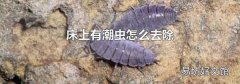 床上有潮虫怎么去除