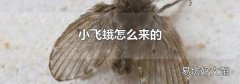 小飞蛾怎么来的