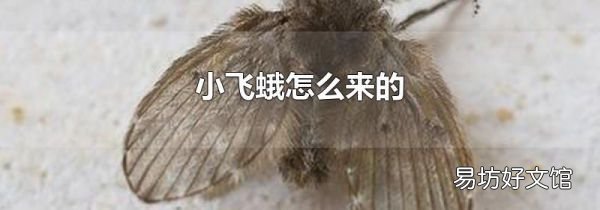 小飞蛾怎么来的