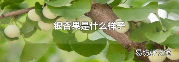 银杏果是什么样子