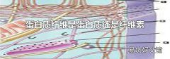 蛋白质纤维是蛋白质还是纤维素