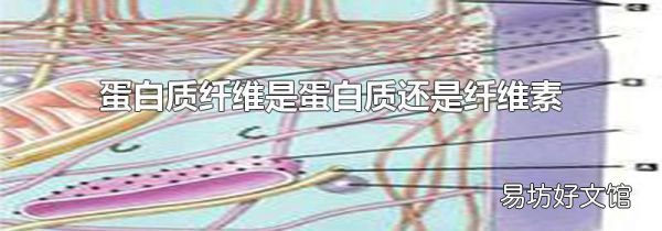 蛋白质纤维是蛋白质还是纤维素