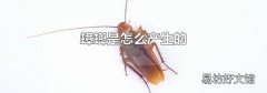 蟑螂是怎么产生的